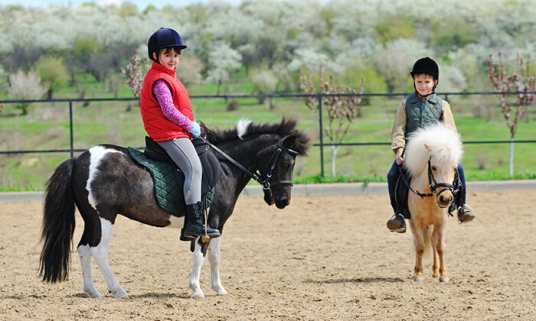 סוסי פוני.jpg