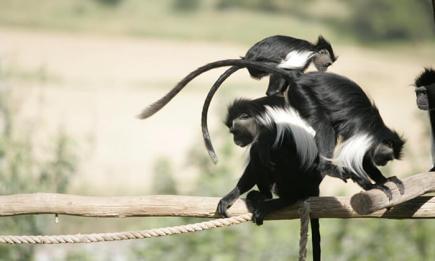 פארק הקופים.jpg