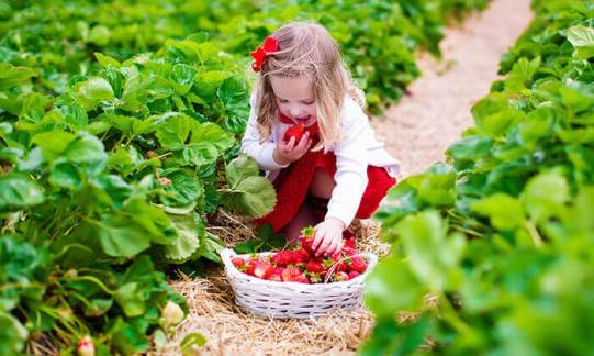 קטיף תותים.jpg