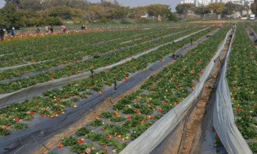 קטיף תותים2.png 3