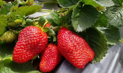 קטיף תותים2