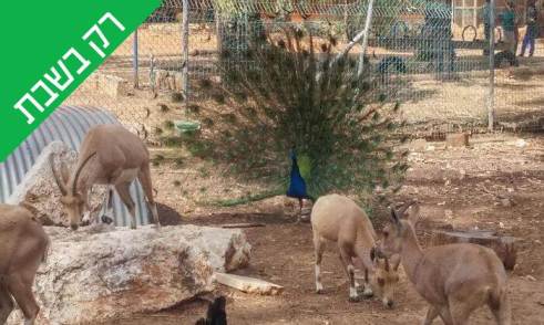 לגעת בטבע.jpg