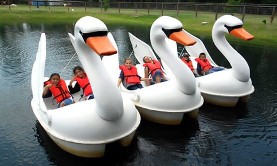 שייט ברווזים.jpg