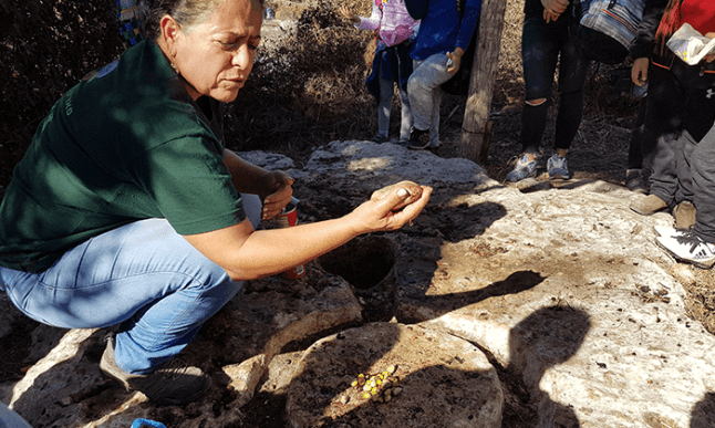 נאות קדומים.png