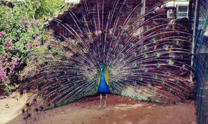 פארק ארץ הצבי