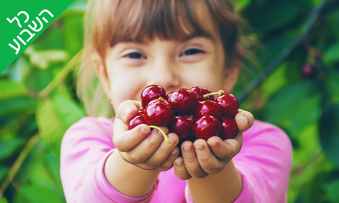 קטיף דודבנים.jpg