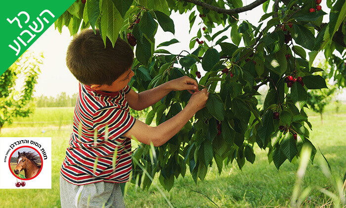 חוות הסוס והדובדבן.jpg