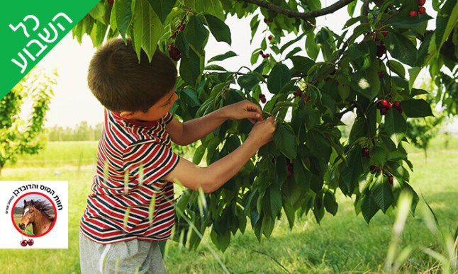 חוות הסוס והדובדבן.jpg