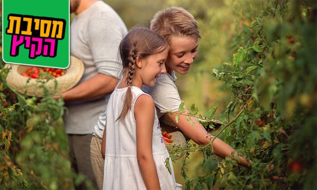 קטיף עגבניות שרי.jpg