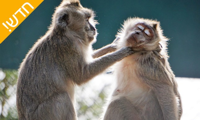 פארק הקופים1